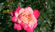 Rosa (Teehybride) 'Circus Knie'®