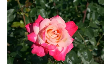 Rosa (Teehybride) 'Circus Knie'®