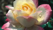 Rosa (Teehybride) 'Circus Knie'®