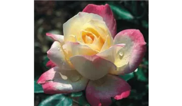 Rosa (Teehybride) 'Circus Knie'®