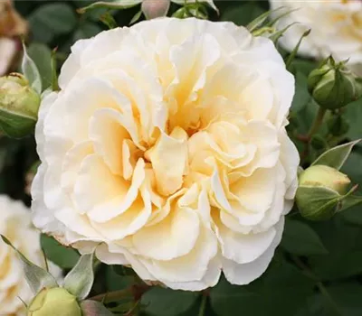 Rosa (Teehybride) 'Comtessa'®