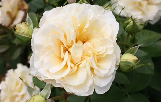 Rosa (Teehybride) 'Comtessa'®