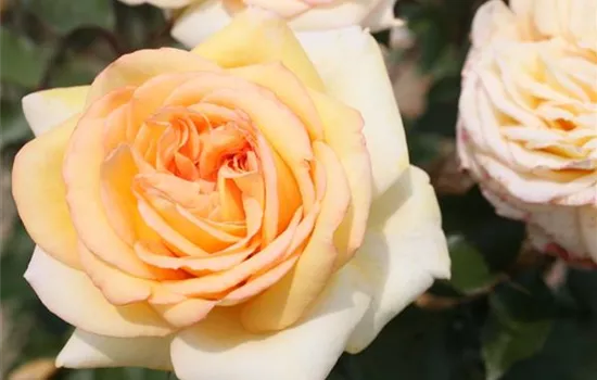 Rosa (Teehybride) 'Golden Tower'®