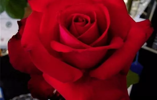 Rosa (Teehybride) 'Grande Amore'®