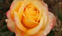 Rosa (Teehybride) 'Henrietta'®