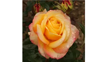 Rosa (Teehybride) 'Henrietta'®