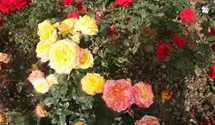 Rosa (Teehybride) 'Henrietta'®
