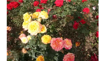 Rosa (Teehybride) 'Henrietta'®