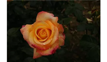 Rosa (Teehybride) 'Henrietta'®