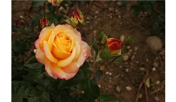 Rosa (Teehybride) 'Henrietta'®