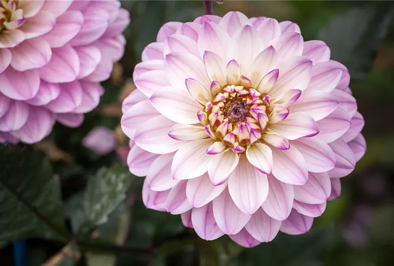 Dahlia Dekorativ Dahlia Dekorativ
