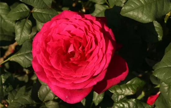 Rosa (Teehybride) 'Johann Wolfgang von Goethe'®
