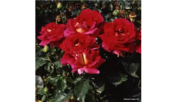 Rosa (Teehybride) 'Kronenbourg'