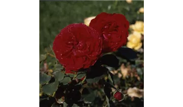 Rosa (Teehybride) 'Kronenbourg'