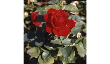 Rosa (Teehybride) 'Kronenbourg'