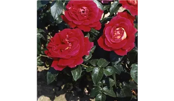 Rosa (Teehybride) 'Kronenbourg'