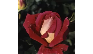Rosa (Teehybride) 'Kronenbourg'