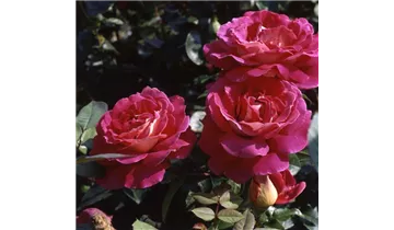 Rosa (Teehybride) 'Kronenbourg'