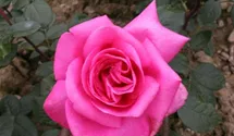 Rosa (Teehybride) 'Lady Like'®