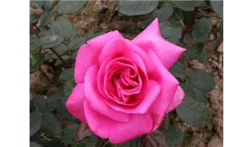 Rosa (Teehybride) 'Lady Like'®