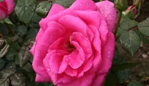 Rosa (Teehybride) 'Lady Like'®