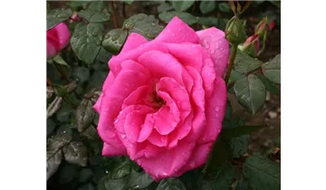 Rosa (Teehybride) 'Lady Like'®