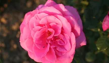 Rosa (Teehybride) 'Lady Like'®