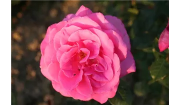 Rosa (Teehybride) 'Lady Like'®