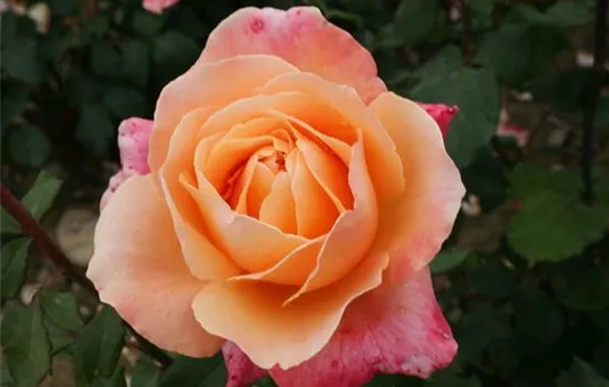 Rosa (Teehybride) 'Lolita'