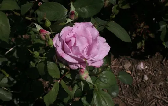 Rosa (Teehybride) 'Mainzer Fastnacht'®