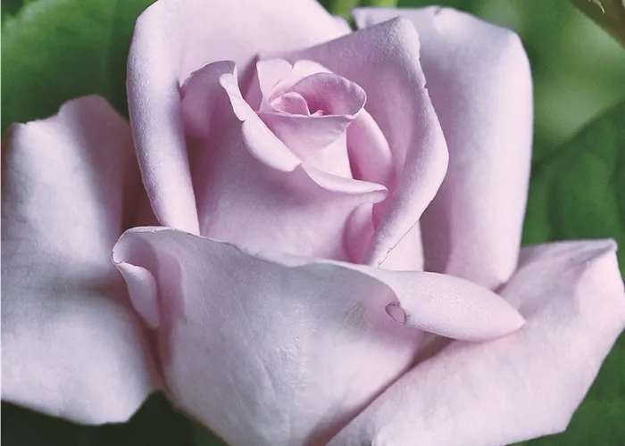 Rosa (Teehybride) 'Mainzer Fastnacht'®