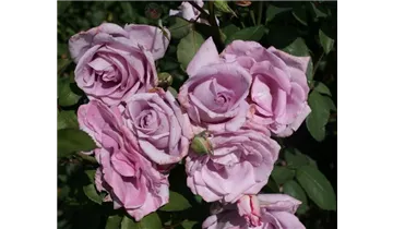 Syn. 'Blue Moon'