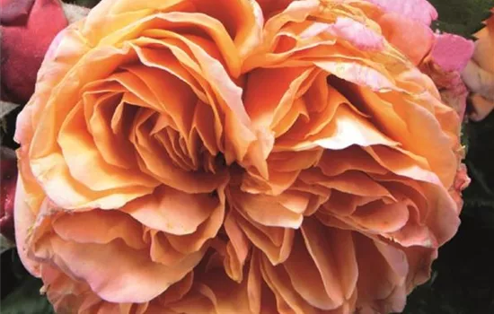 Rosa (Teehybride) 'Mary Ann'®