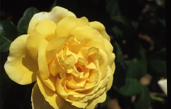 Rosa (Teehybride) 'Michelangelo'®