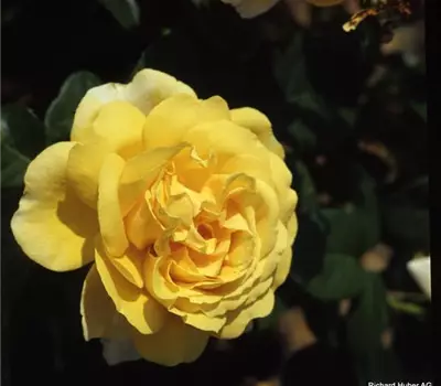 Rosa (Teehybride) 'Michelangelo'®