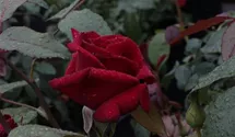 Rosa (Teehybride) 'Miss Schweiz'®