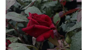 Rosa (Teehybride) 'Miss Schweiz'®