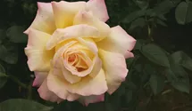 Syn. 'Peace', 'Gioia', 'Gloria Dei'