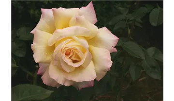 Syn. 'Peace', 'Gioia', 'Gloria Dei'
