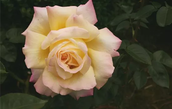 Rosa (Teehybride) 'Mme A. Meilland'