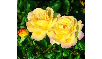 Syn. 'Peace', 'Gioia', 'Gloria Dei'