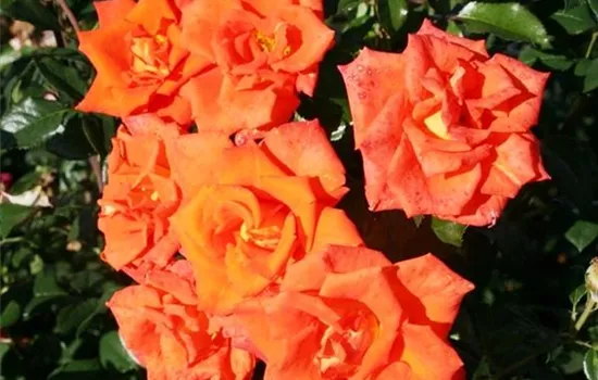 Rosa (Teehybride) 'Monica'®
