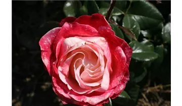 Rosa (Teehybride) 'Nostalgie'®