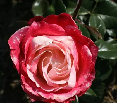 Rosa (Teehybride) 'Nostalgie'®