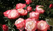 Rosa (Teehybride) 'Nostalgie'®