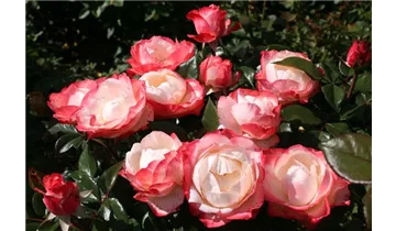 Rosa (Teehybride) 'Nostalgie'®