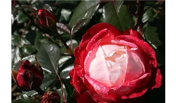 Rosa (Teehybride) 'Nostalgie'®