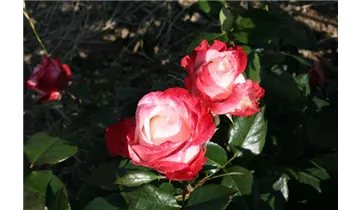 Rosa (Teehybride) 'Nostalgie'®