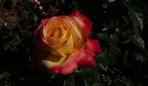 Syn. 'Pullman Orient Express'