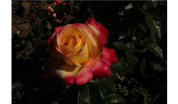 Syn. 'Pullman Orient Express'